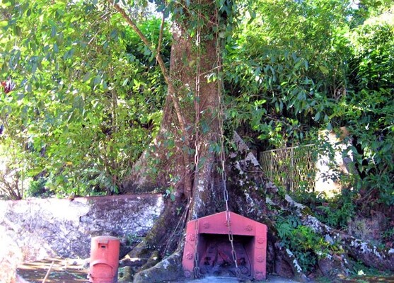 tourist place in Wayanad, chain tree