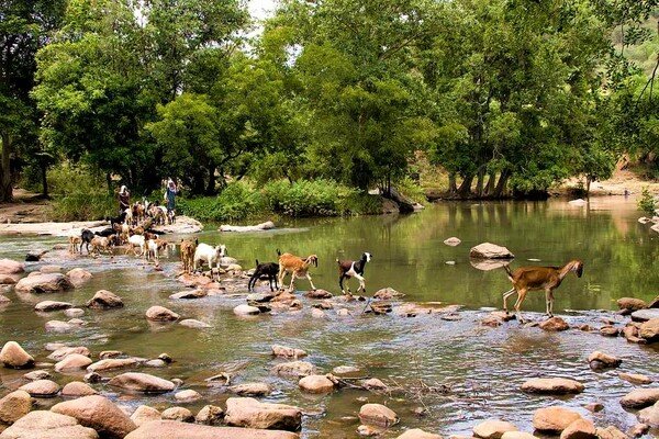 idukki wildlife sanctuary, places to visit in kerala, chinnar wildlife sanctuary