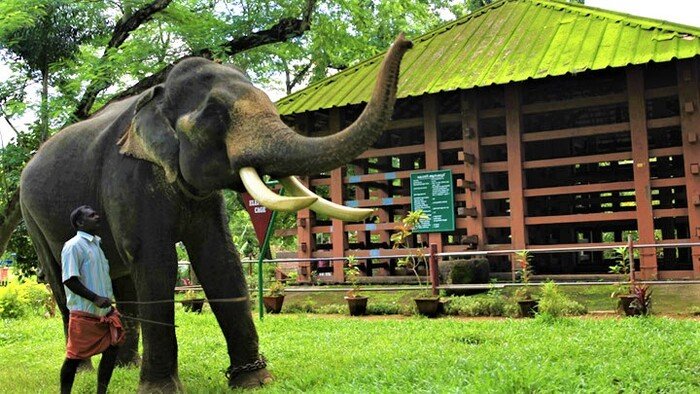 tourist places in pathanamthitta, places to visit in kerala, elephant training center