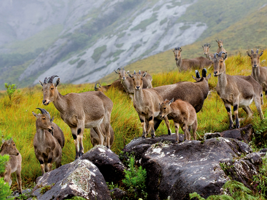 idukki wildlife sanctuary, eravikulam national park