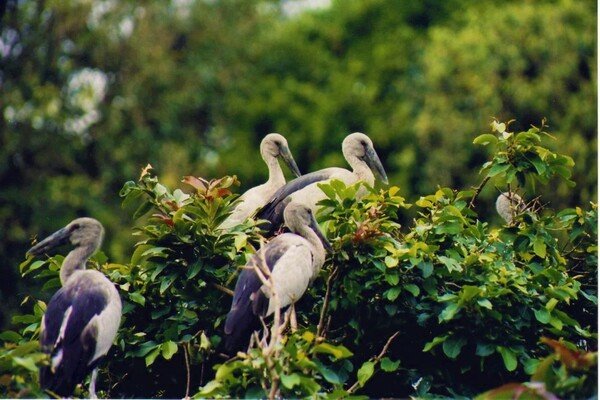 places to visit in ernakulam, places to visit in kerala, mangalavanam bird sanctuary kochi