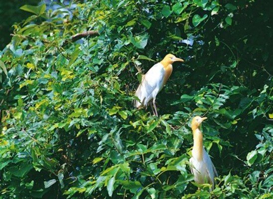 wayanad wildlife sanctuary, places to visit in kerala, pakshipathalam bird sanctuary