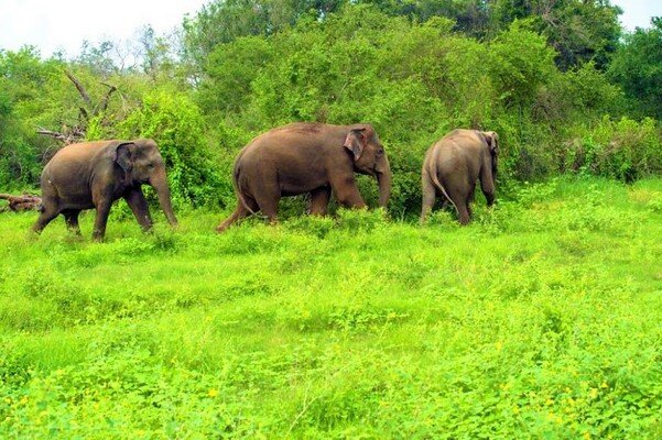 wildlife sanctuary in kasaragod, places to visit in kerala, parappa wildlife sanctuary