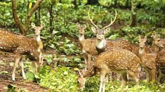 parks in kollam, thenmala park,places to visit in kerala