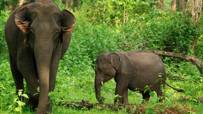 wayanad wildlife sanctuary, places to visit in kerala, tholpetty wildlife sanctuary
